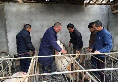 惨痛，猪场一夜损失30万元！给猪友们敲个警钟！