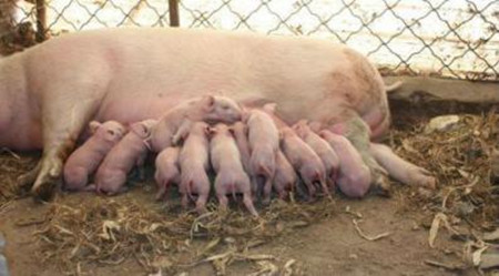 云南省泸水市：农村养猪误区