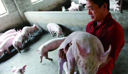 粗饲料在养猪生产上的应用的效果
