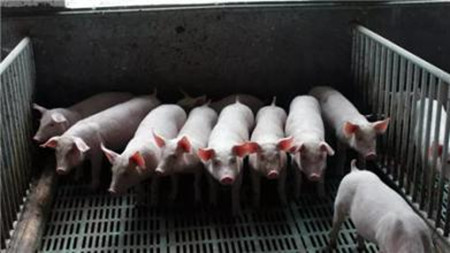 规模猪场母猪便秘厌食问题解决办法