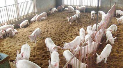 延平区又一养猪场主，非法占用林地被刑拘