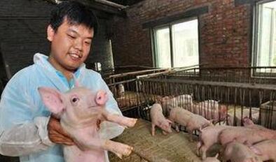 养猪并不难、不复杂,其实简单最好!