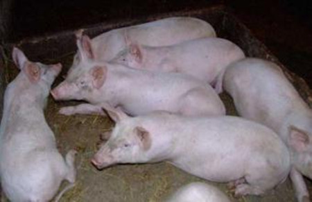 驾驭猪病—散户朋友总结巧养猪方法,这样猪病问题少