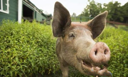 猪皮肤为什么会发紫?是什么病?