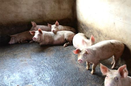 这些猪病都能搞定了,还能养不好猪吗?