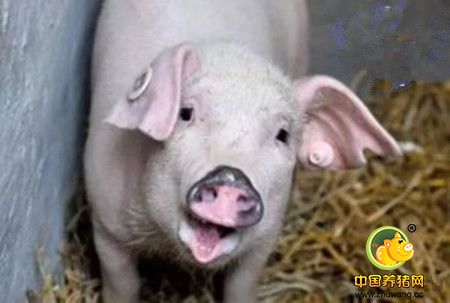 养猪业让人讨厌的三类人