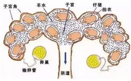 小猪出生后立即断脐带，回挤脐带血？这是不对的！