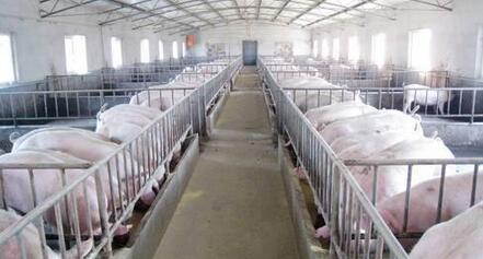 “一号文件”提及稳定生猪生产，猪周期可能因此改变