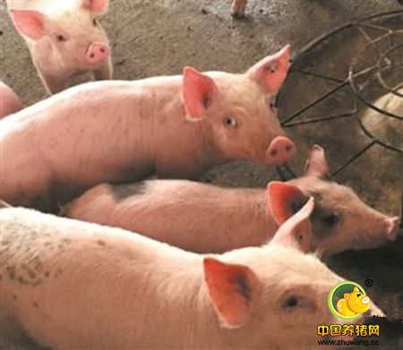 从流行病学、临床症状与诊断、防治措施等方面详解猪附红细胞体病