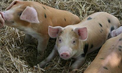 苗猪创天价，当心养猪市场变“熊市”！