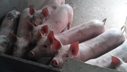 假期因素支撑1月猪粮比价走高 下半年价格或走低