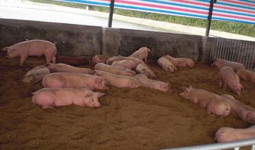 怀化:加工食用油?无证窝点将臭肉变身“猪板油”