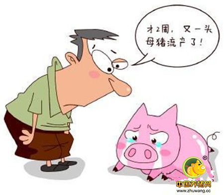 如何看待产房仔猪浅表淋巴结发紫现象?