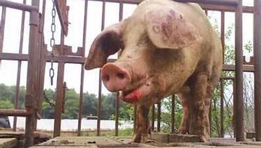 农业部:严厉打击无证屠宰 屠宰病死猪 注水猪等违法行为