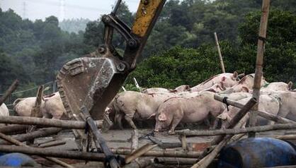 福建延平拆猪场：1天削减8万余头！引来全国收猪商！
