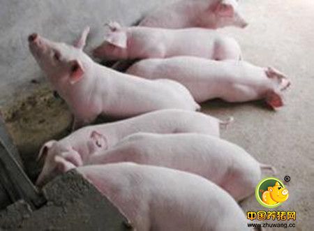 多年不见的猪病,猪肺疫怎么治疗?