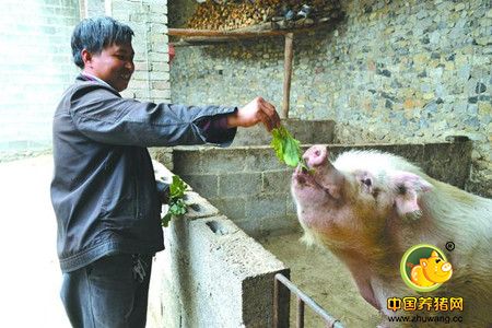 王场长:老瓶装新酒,老的养猪观念来养猪到底好不好?