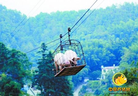 养猪业未来家庭散养户可能会彻底退出历史舞台