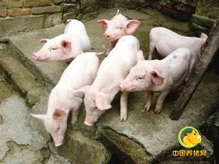 仍没有摆脱靠天吃饭的命运，谁来关注底层猪农？