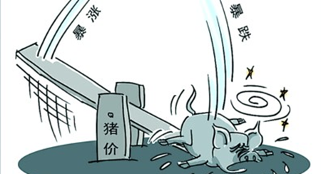 供需博弈两低加剧屠企收猪难度 有望利好猪价