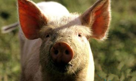 福建延平区:巧识猪病须“十看”