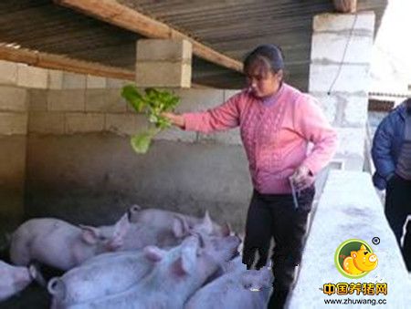 丰润河浃溜村有个养猪致富女能手