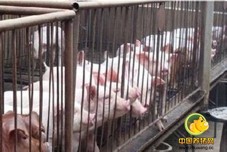 定陶区冉固养猪能手朱兆广的创业故事