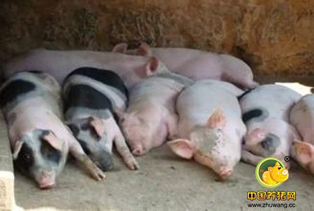 猪服药禁忌，猪服药时这几种饲料不能喂