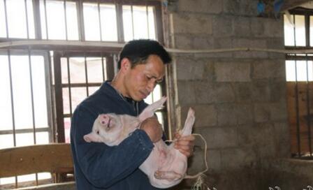 养猪故事：岑荣伟，在养猪致富路上奔跑的猪倌