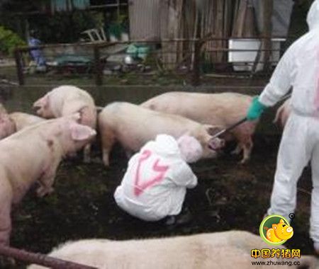 冬春交替猪场如何治疗猪咳喘