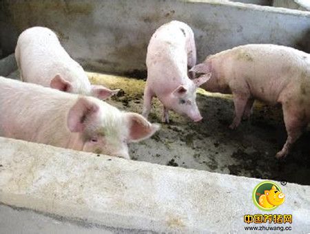 养猪场猪瘟猪肺疫气喘各种传染病，要根治！