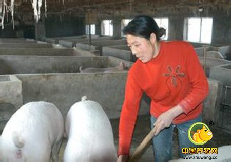 从养猪到种茶,用一心一意的态度成就人生