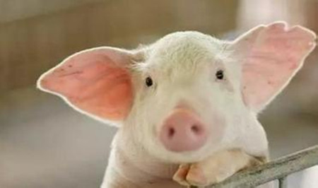 大企业太黑心，养猪人被坑几十万，背了一身债!