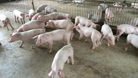 湖南多位养殖户因大康农业违约"返贫" 有人负债几十万