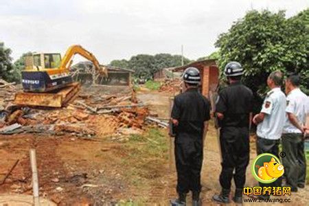 今明两年 湾里要拆除所有养猪场