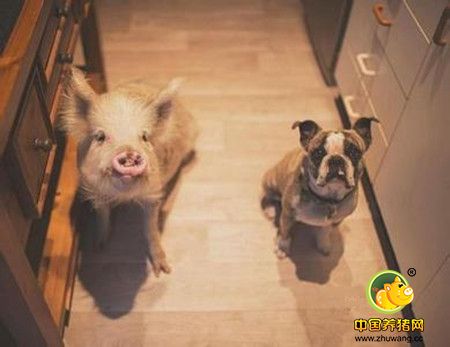 养猪人的福利来了: 英国培育出“超级猪”, 有个优点让人兴奋