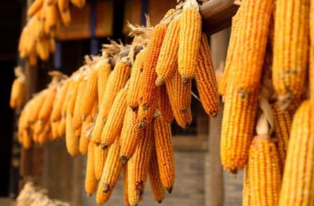 发霉玉米不能喂猪，发霉玉米禁喂猪