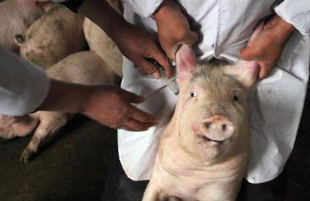 打了猪瘟苗，就万无一失了？很多人都想错了……