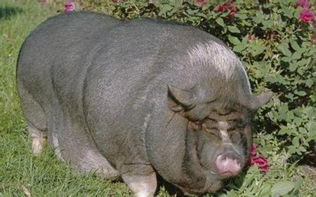 猪呛药了怎么办？猪呛药的急救方法