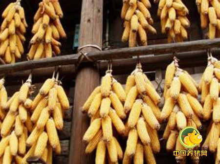 玉米和小麦喂猪有什么不同？小麦代替玉米能喂猪?