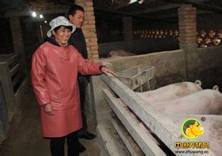 养猪“女状元”的生意经