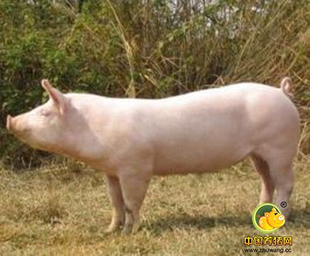 母猪处于亚健康症状有9大标志，你是否已经察觉到？