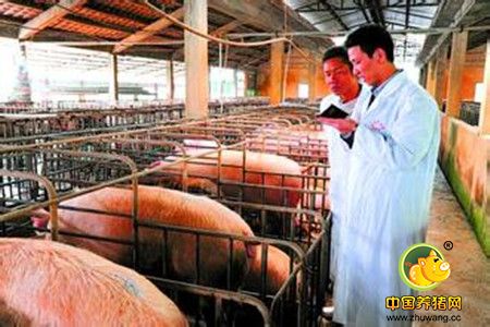 华农大学生下乡养猪带农致富 年产值600万元
