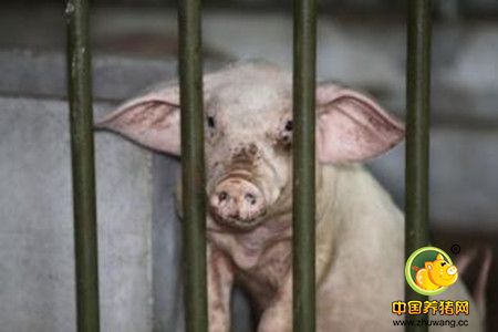 猪市进三月,冷暖谁相识?