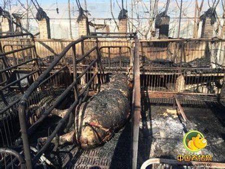 泪奔!一养殖场凌晨起火 67头“二师兄”被烧成黑炭