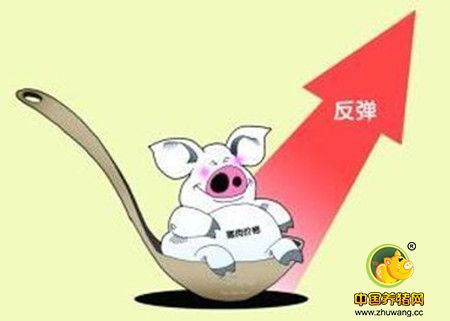 东北猪价行情“牵一发动全身”！是谁给了你“洪荒之力”