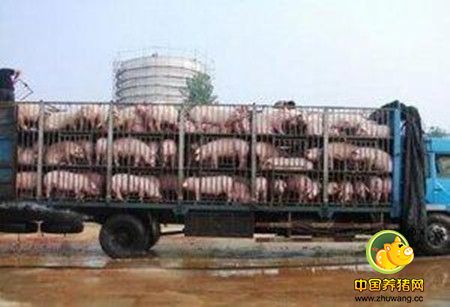 数百万头猪真的存在吗?正大业绩为何不提养殖