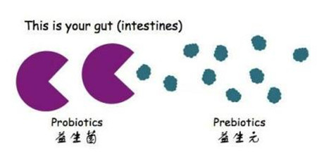 “益生元”与“益生菌”的区别