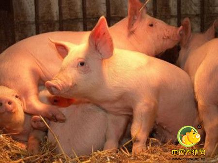 乍暖还寒，南方进入仔猪腹泻高发期
