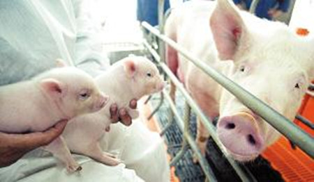 历史惊人相似 建大猪场是为拆小猪场铺路